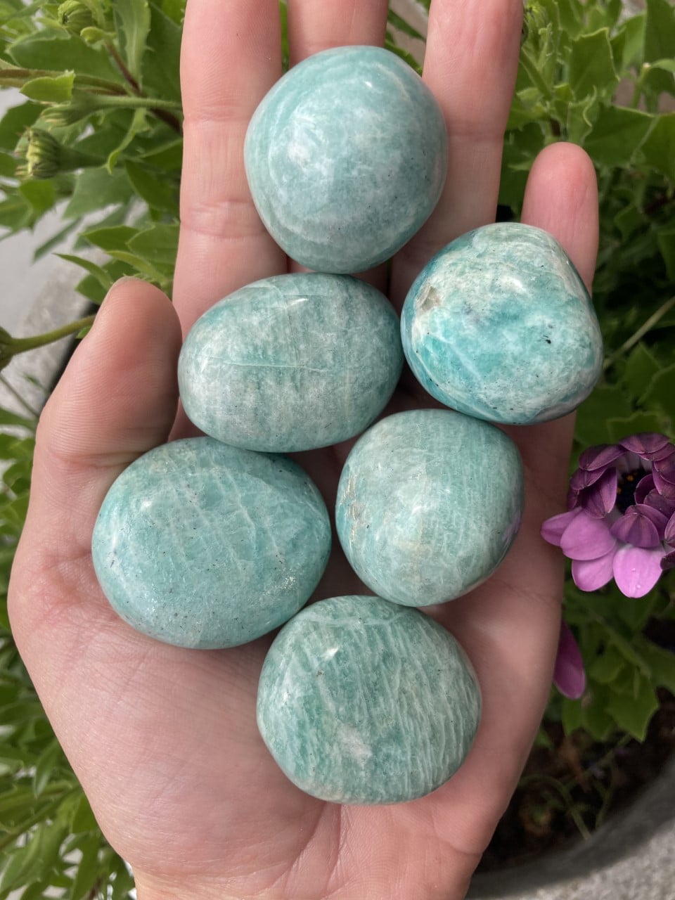 Håndfuld af Amazonit lommesten ved siden af lilla blomst og grønne blade.