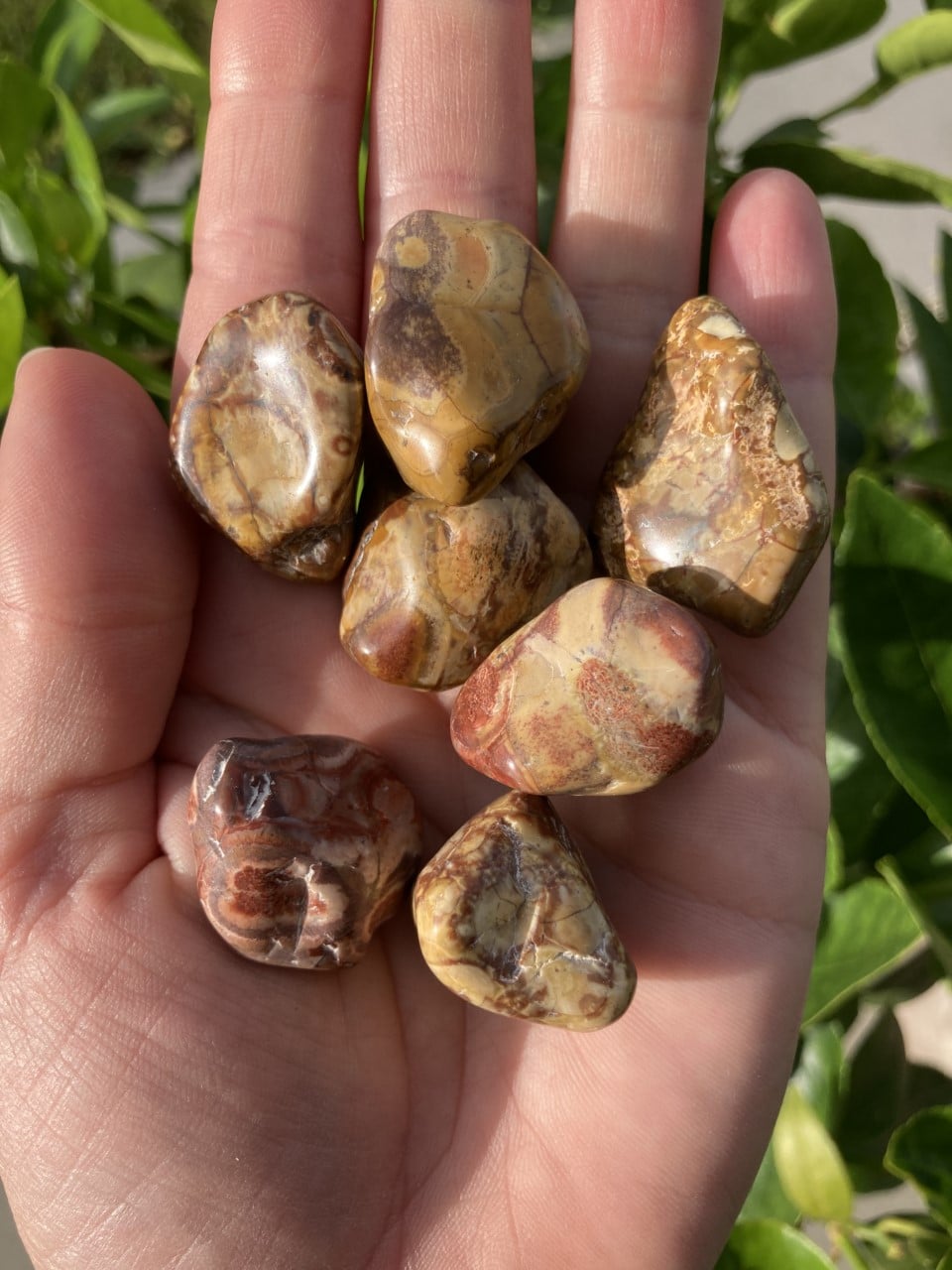 En hånd holder syv polerede Jaspis Fugleøje-sten med grønne blade i baggrunden.