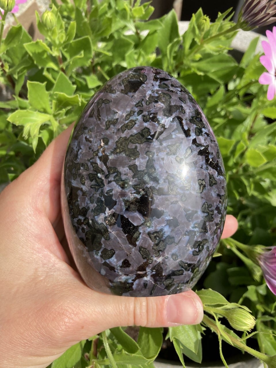 Hånd holder en poleret gabbro-sten foran grønne planter og lyserøde blomster i sollys.