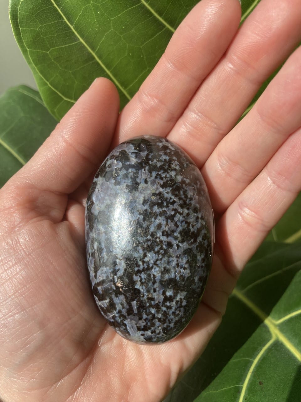 Hånd holder en poleret Gabbro xl sten over grønne blade i sollys.