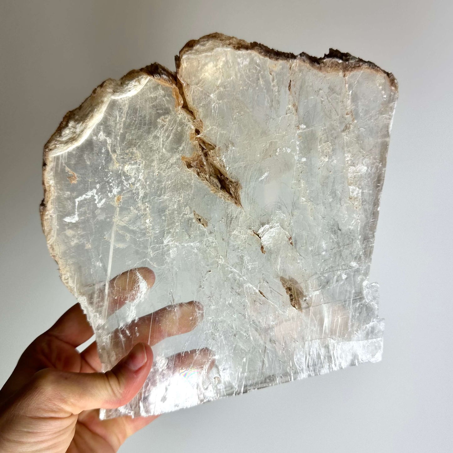 En hånd holder en stor, gennemsigtig mexicansk selenit plade rå, med ujævne kanter mod en hvid baggrund.