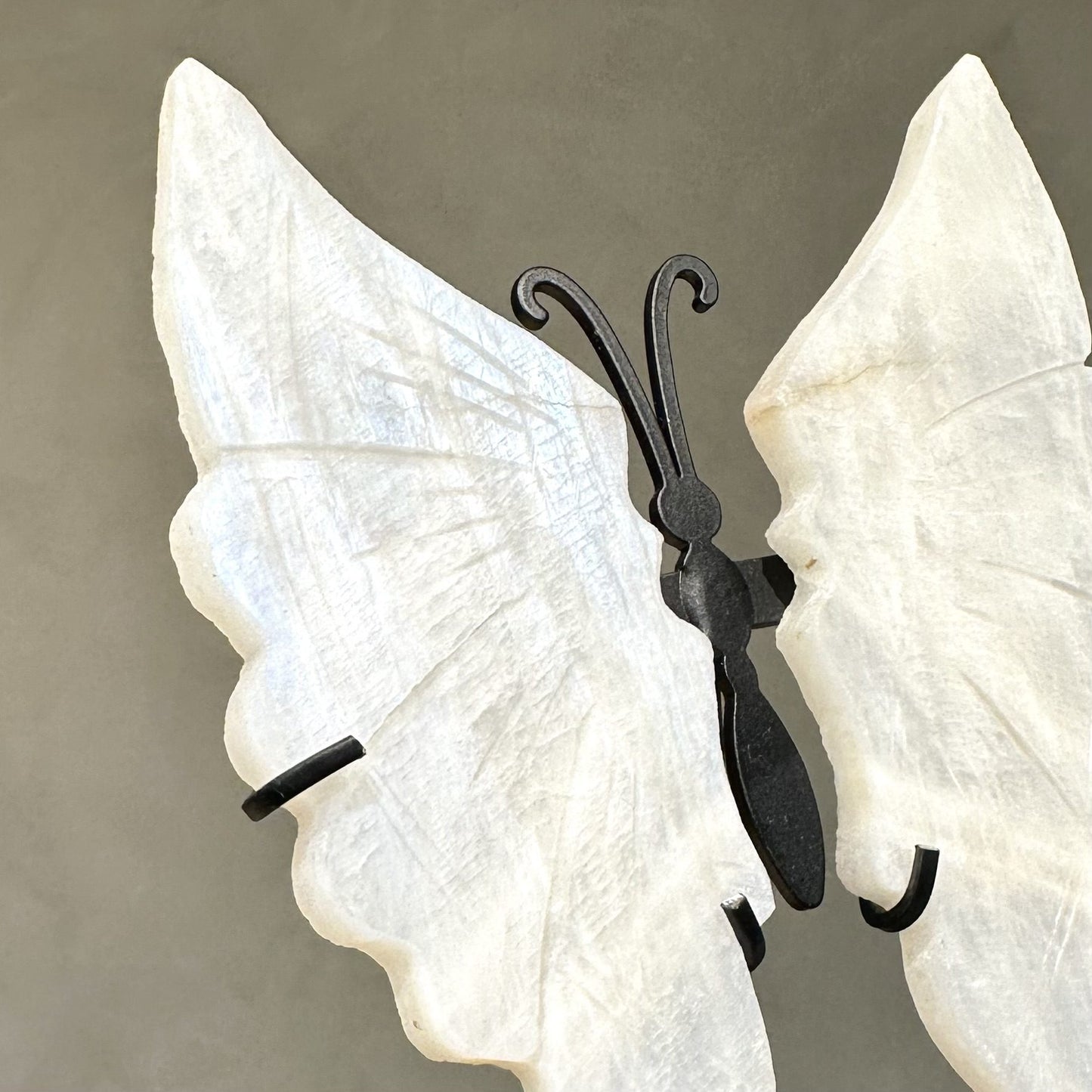 Månesten sommerfugl med hvide, gennemskinnelige vinger og mørk krop, opstillet mod en grå baggrund.