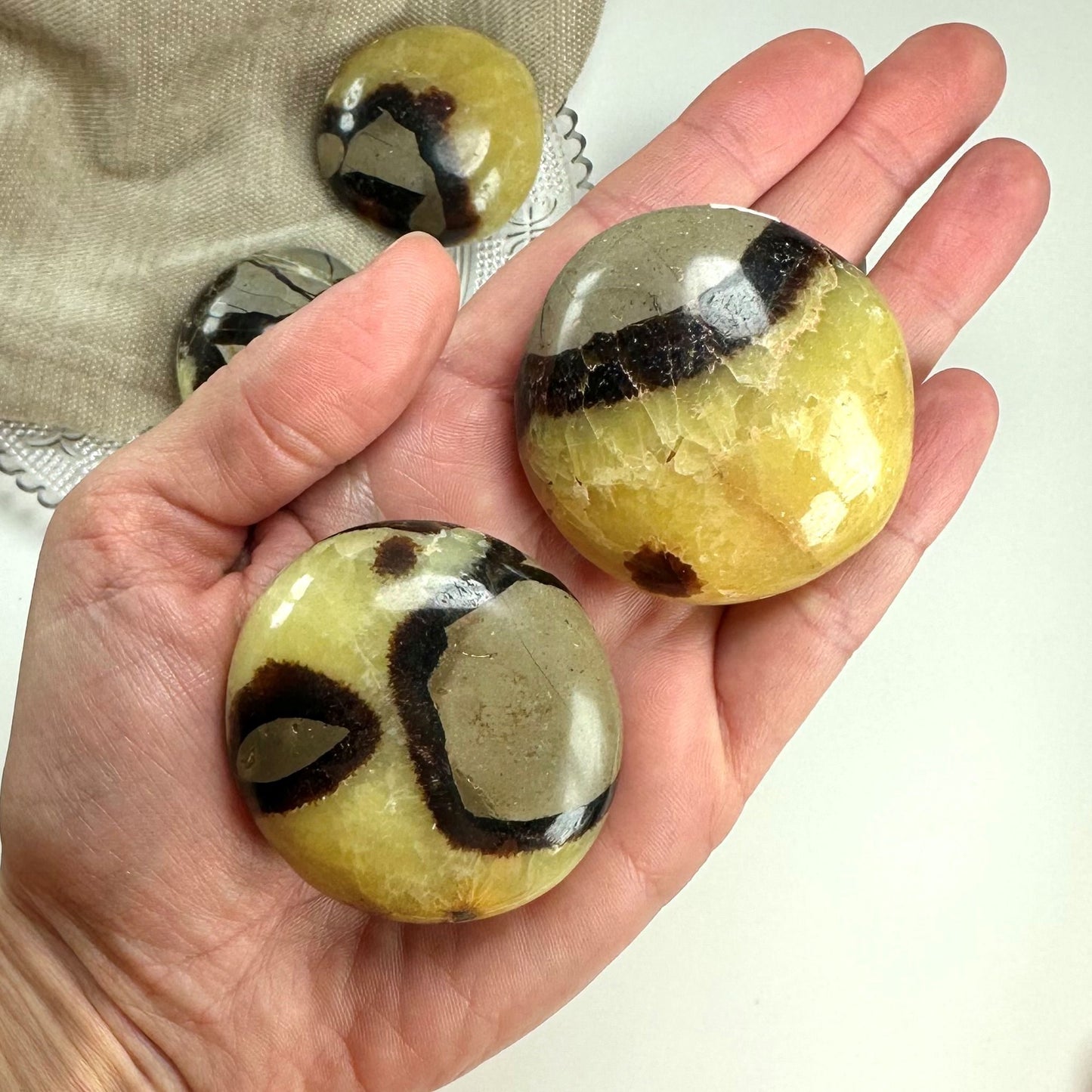 Hånd holder to Septarie palmstone sten med gule og sorte mønstre; flere sten i baggrunden.
