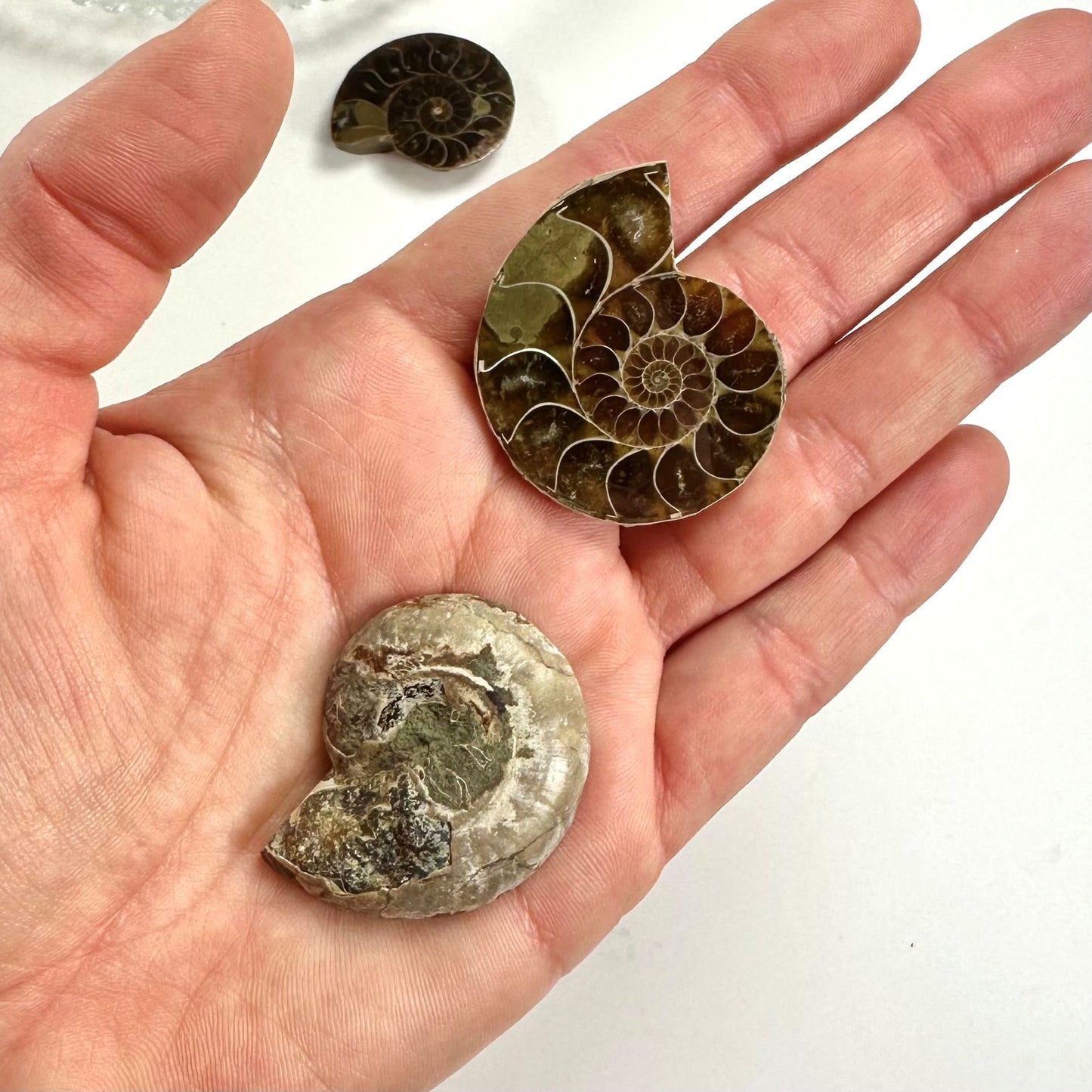 Hånd holder to ammonitter, en poleret og en ru, med en tredje i baggrunden.