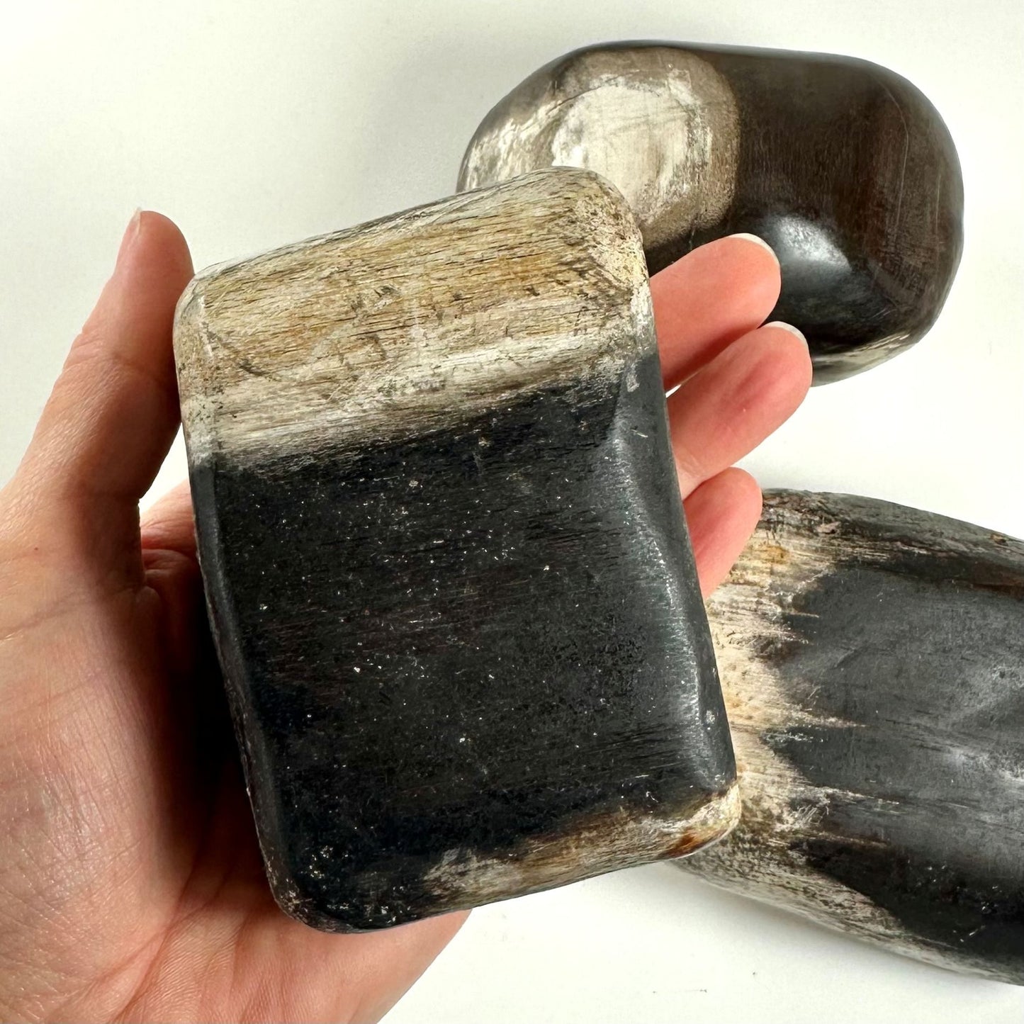 Hånd holder Forstenet træ jumbo i sort og beige nuancer, placeret på en lys baggrund.