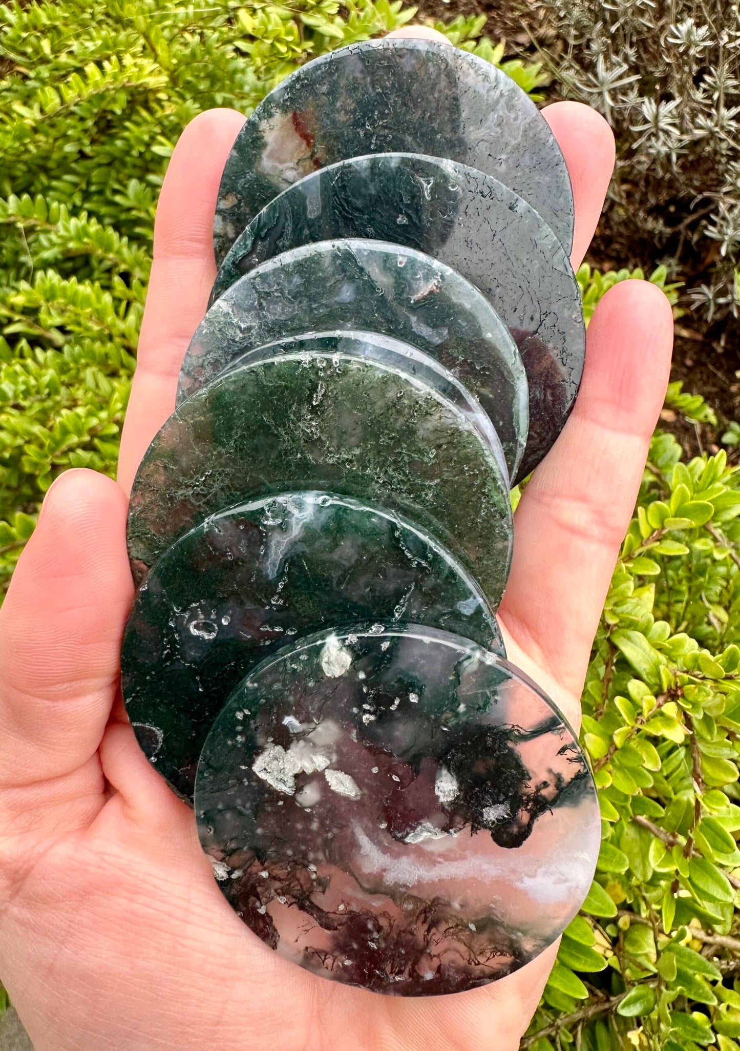 Hånd holder flere runde Mos Agat skiver med grønne og hvide mønstre over grønne planter.