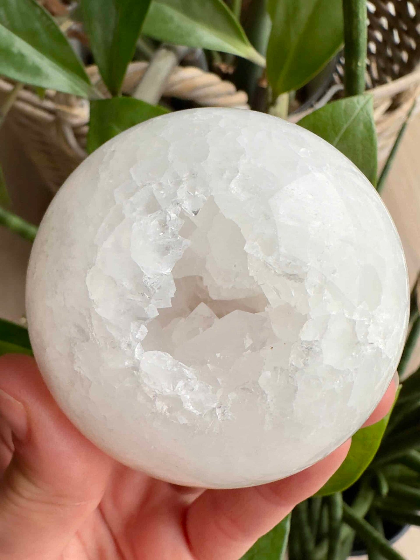 Druzy Kvarts kugle nr2 holdt i en hånd, med krystallinsk overflade mod en grøn plantebaggrund.