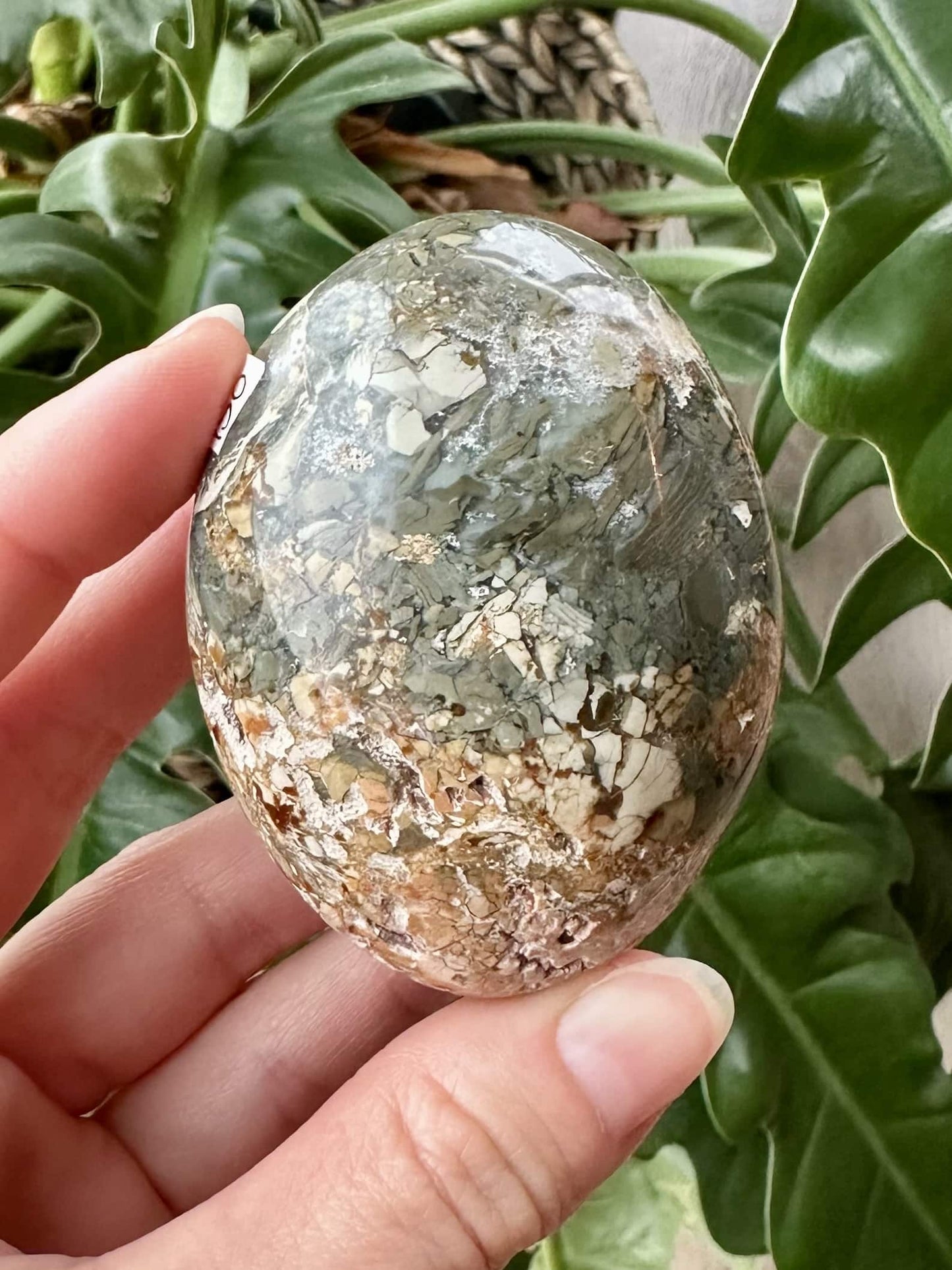 Hånd holder en poleret Jaspis Hav-sten foran grønne blade.