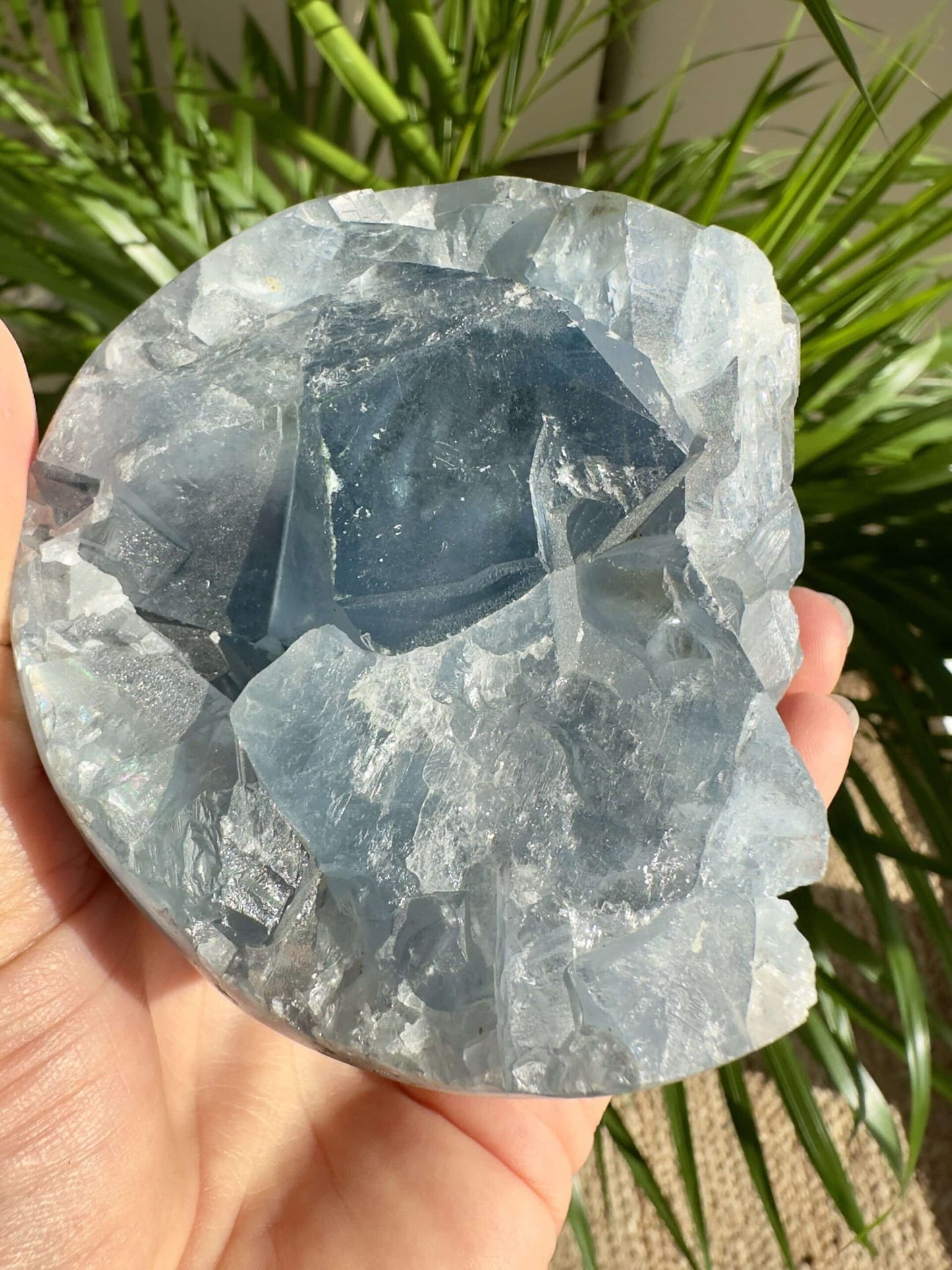 En hånd holder en stor celestit krystal med planter i baggrunden.