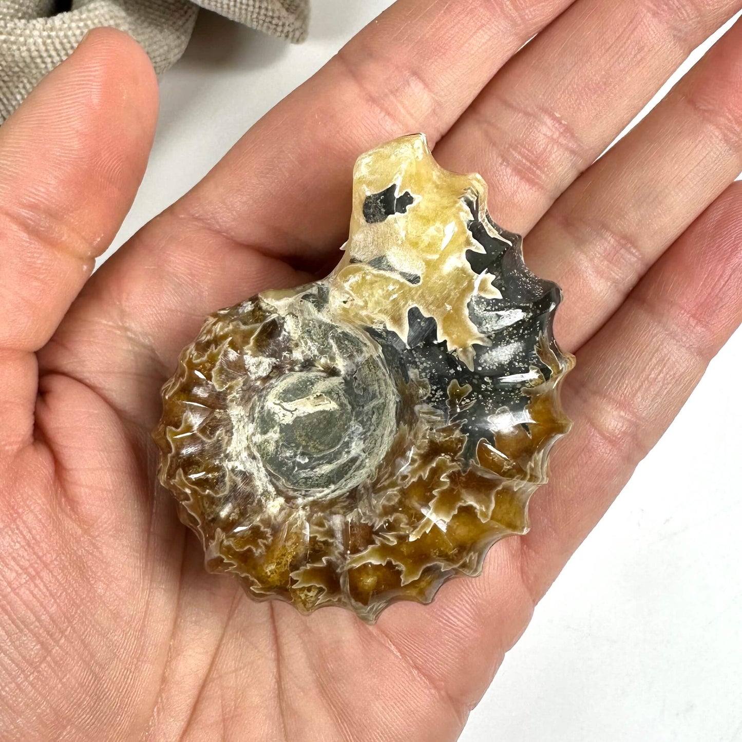 En hånd holder en poleret ammonit med kompleks mønstret overflade i brune og sorte nuancer.