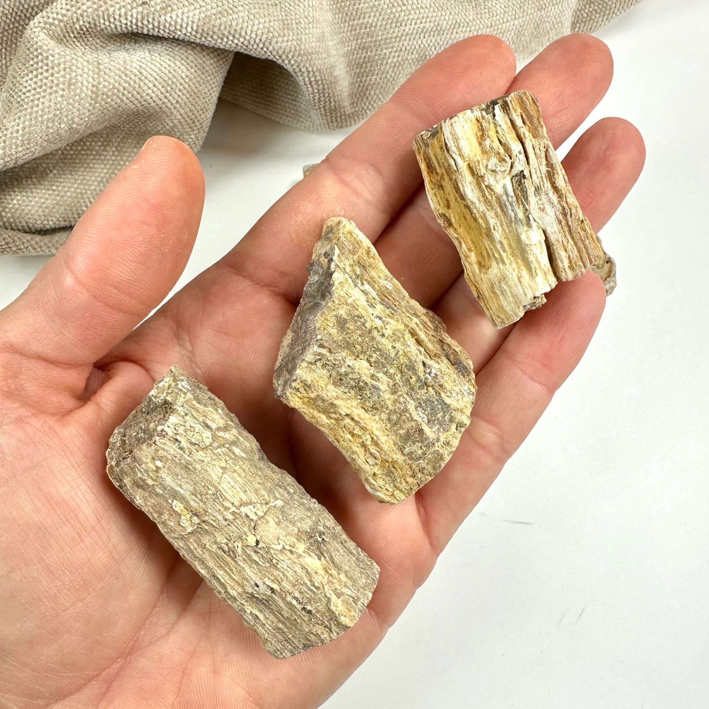 Hånd, der holder tre stykker forstenet træ mod en lys baggrund.