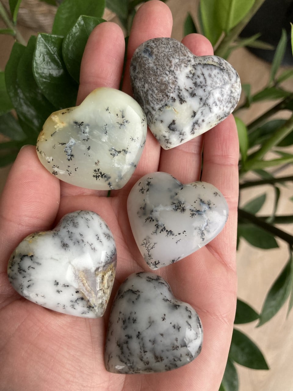 Fem Opal Dendrit hjerter i forskellige nuancer, ligger i en åben hånd, med grønne blade i baggrunden.