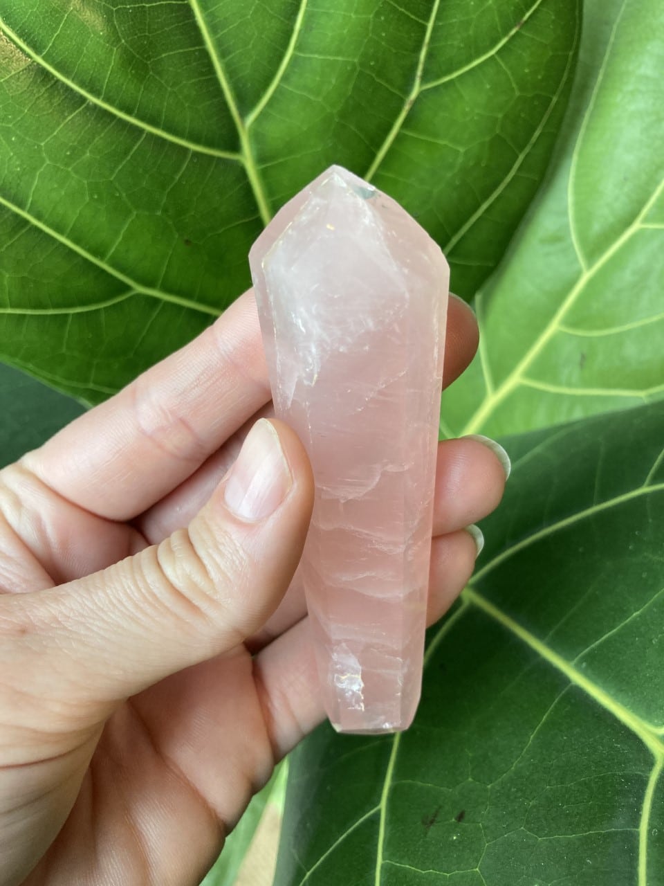 En hånd holder en dobbelt termineret rosenkvarts foran store grønne blade.