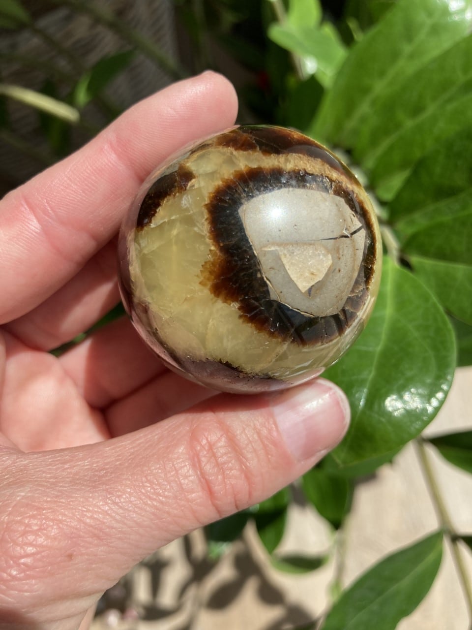 Hånd holder Septarie kugle nr. 3 foran grønne blade, med naturligt mønster og farver.