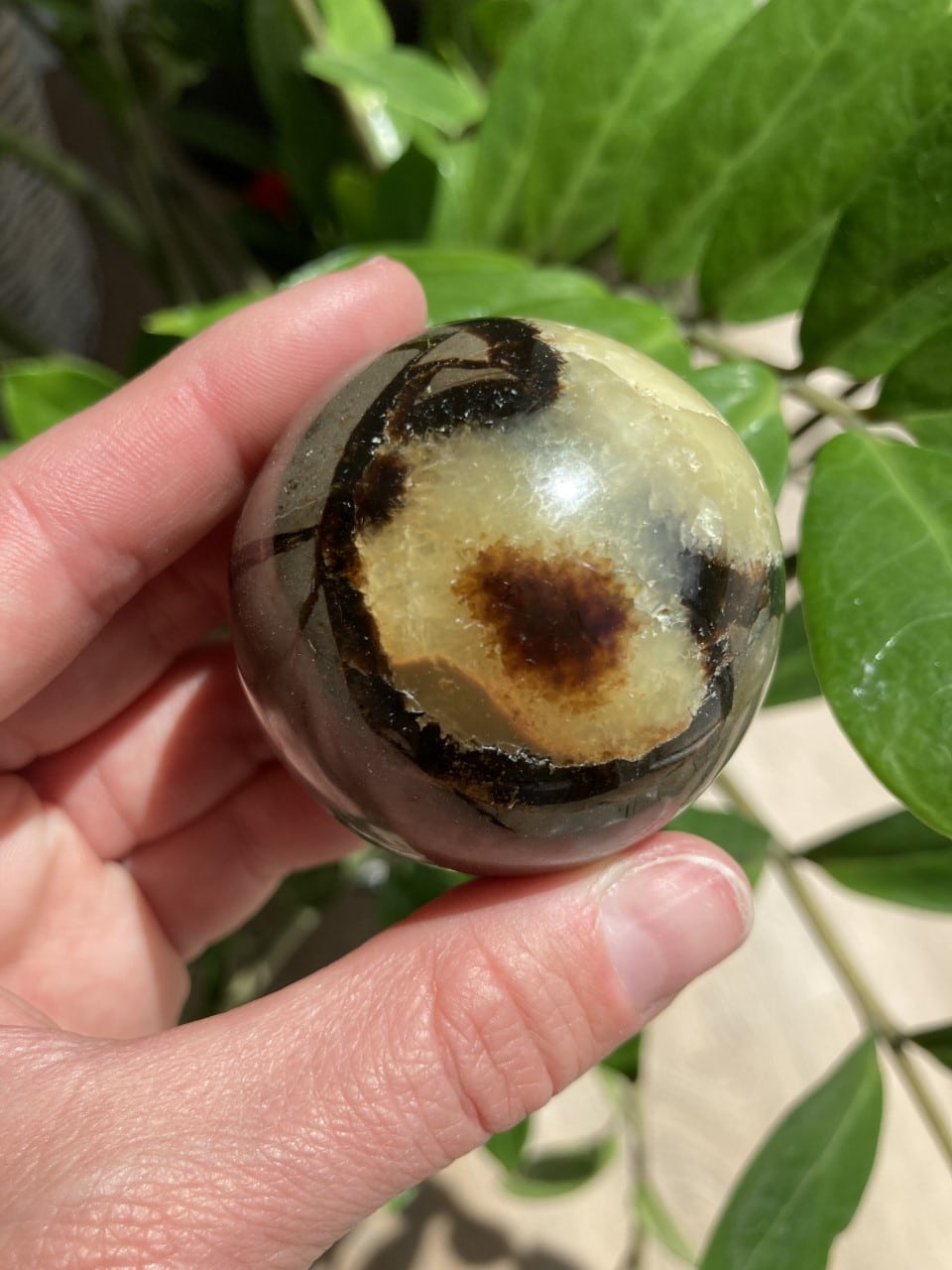 En hånd holder en Septarie kugle Snr6 med unikke mønstre, baggrund af grønne blade.
