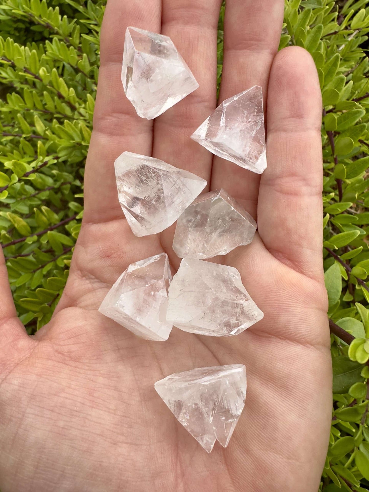 Håndflade med syv klare Apophyllit Spidser, grønne blade i baggrunden.