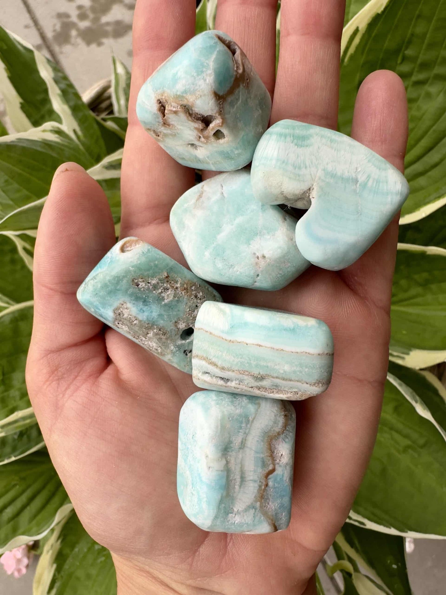 Hånden holder seks stykker afrundet Blå Aragonit med grønne blade i baggrunden.