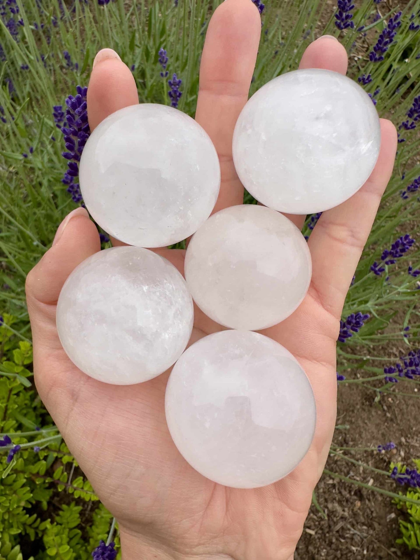 En hånd holder fem hvide calcit kugler foran lavendelplanter i en have.