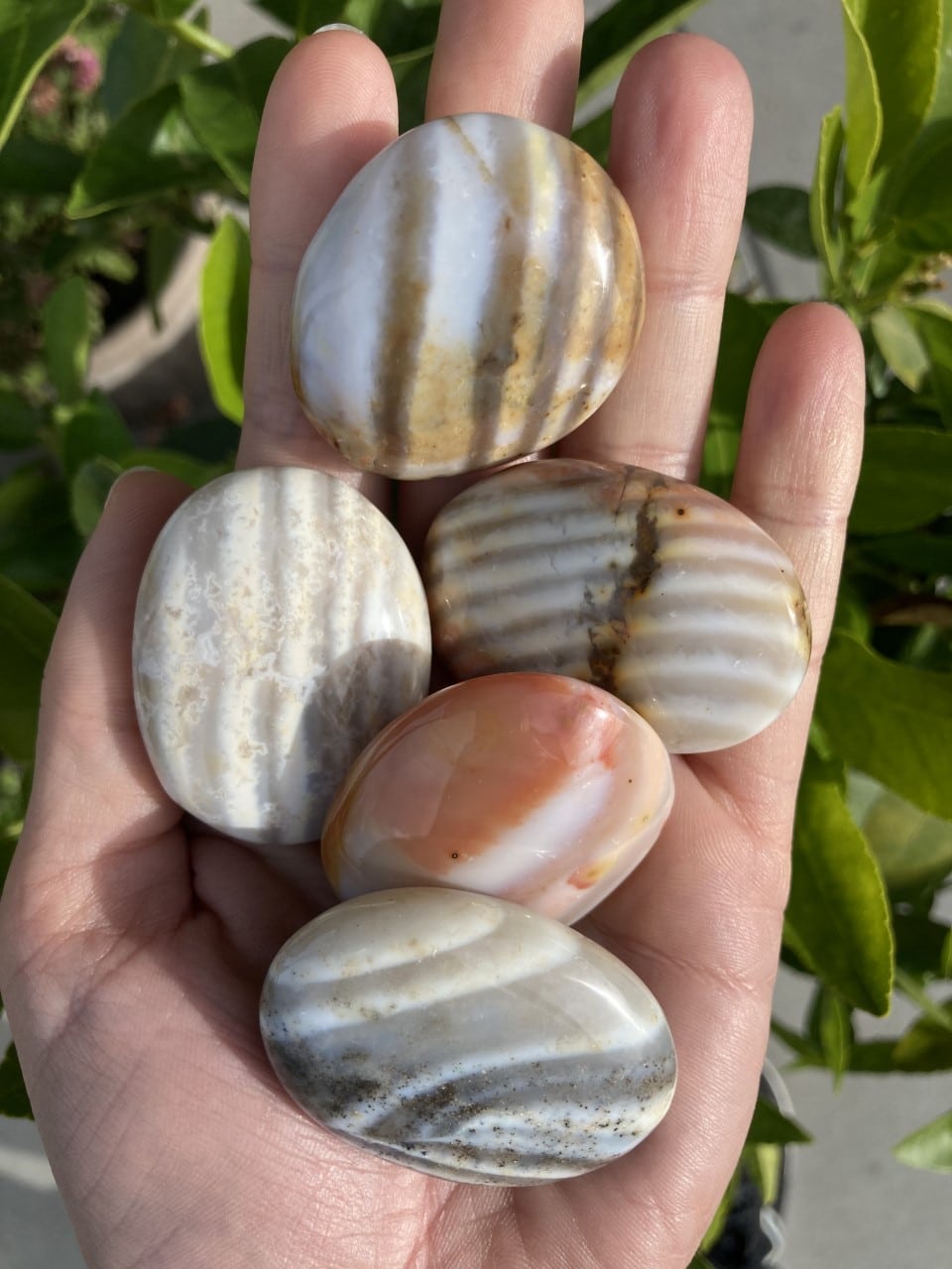 Hånd holder fem Jaspis Flint-sten med forskellige stribede mønstre og farver, grønne planter i baggrunden.