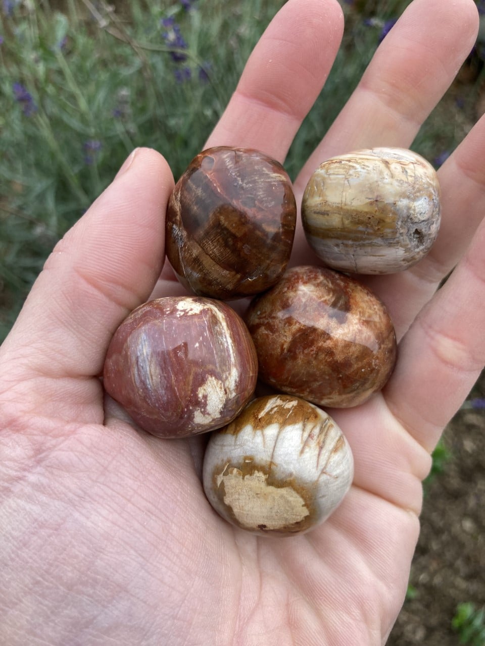 En hånd holder fem polerede kugler af forstenet træ med forskellige brune og hvide nuancer.