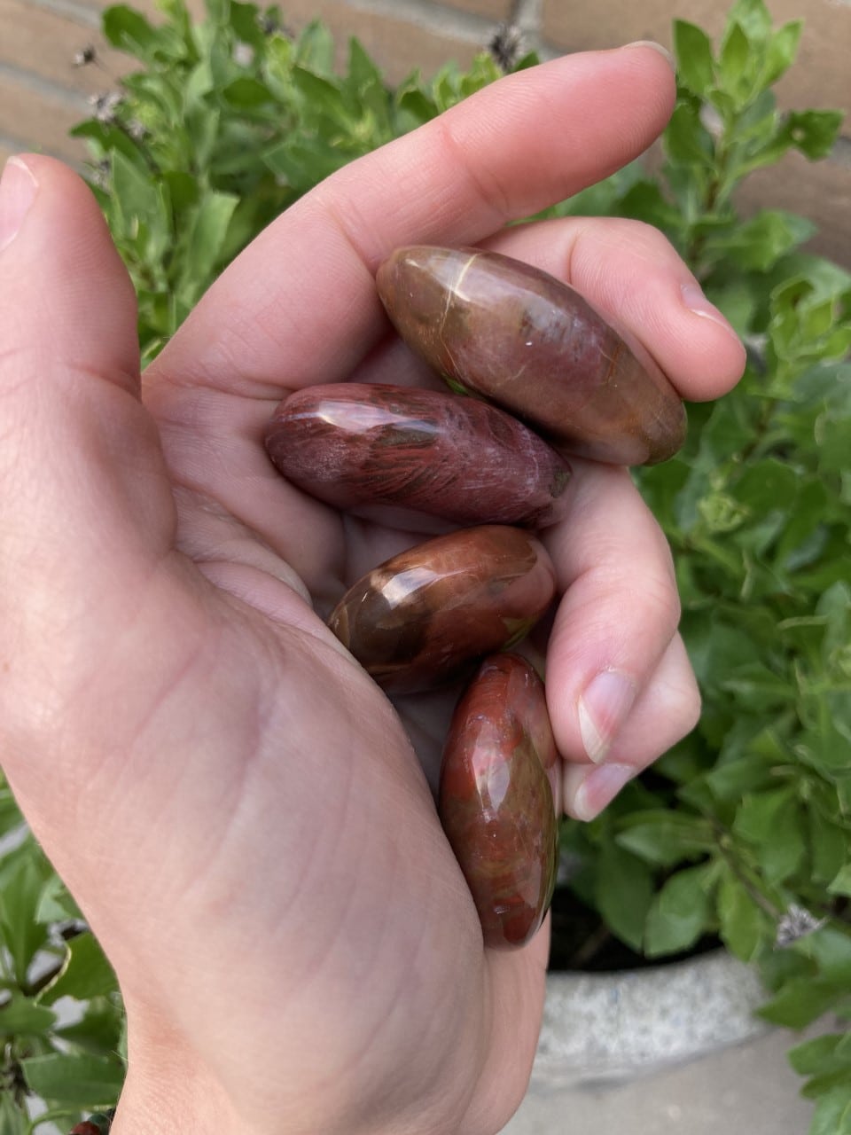 Hånd holder glatte stykker forstenet træ med planter i baggrunden.