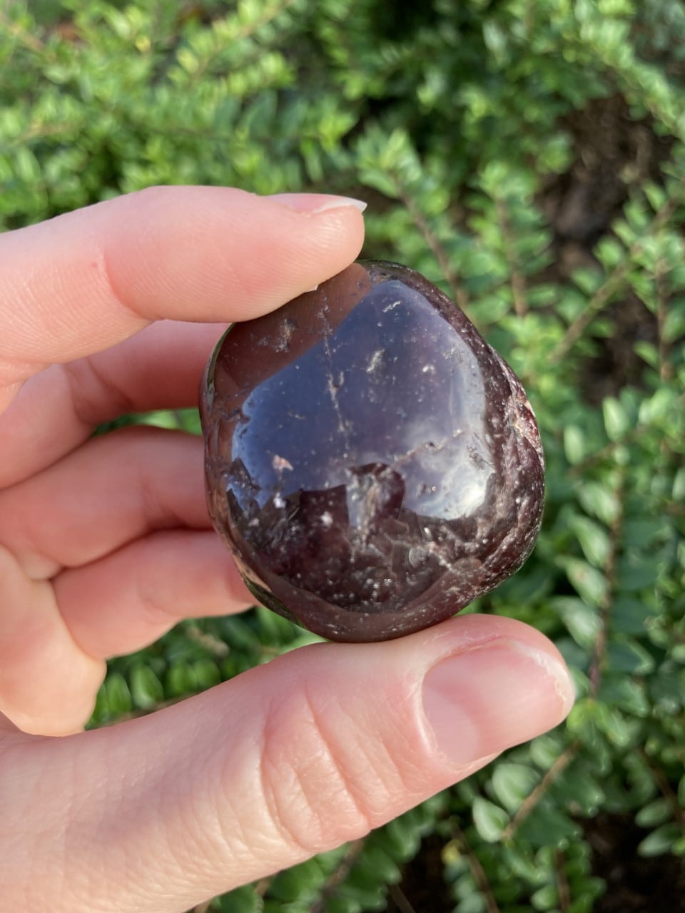 En hånd holder en poleret Granat Jumbo mod en baggrund af grønne blade.