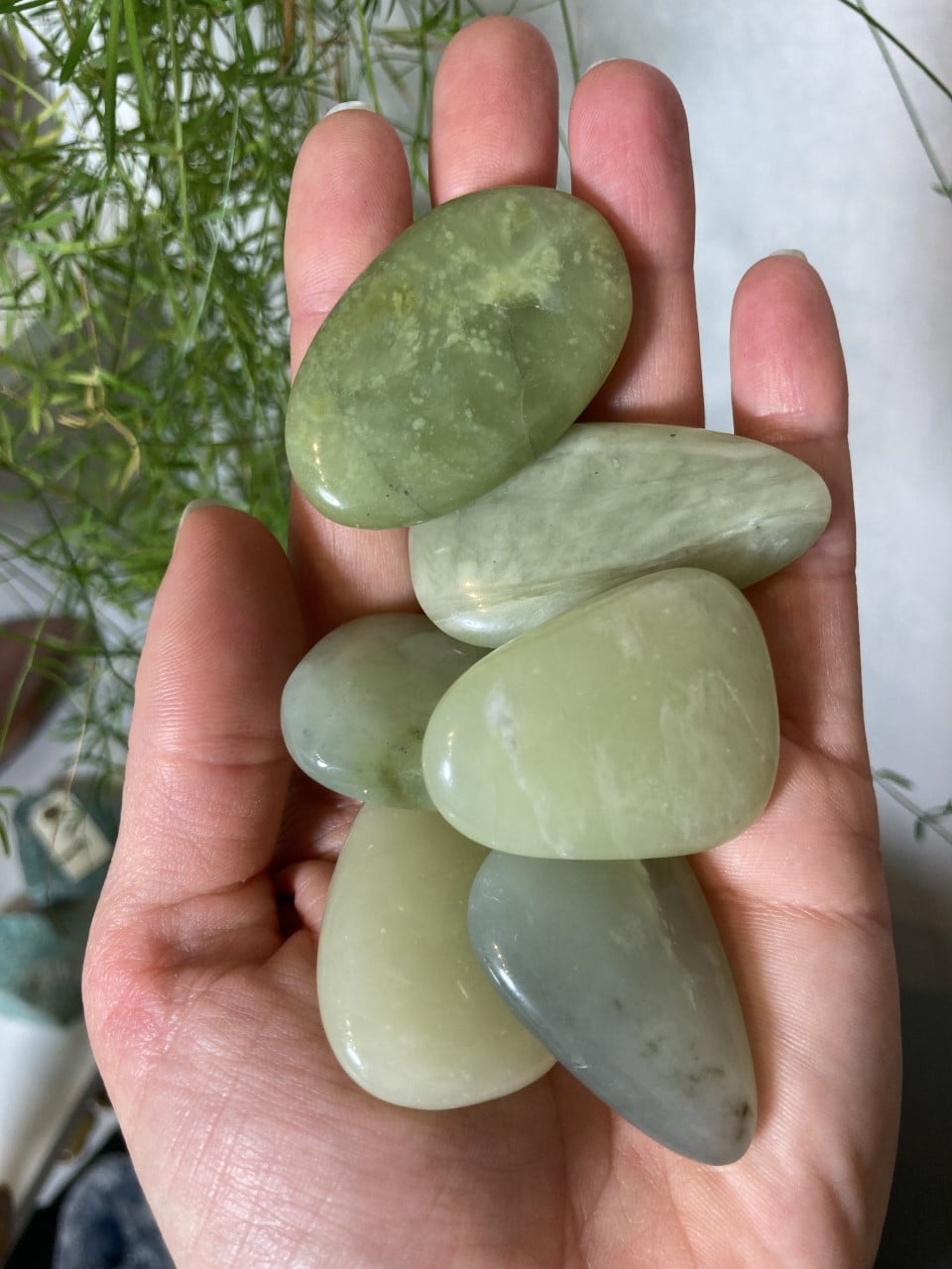 Håndfuld af glatte Grøn Jade flad sten med en grøn plante i baggrunden.