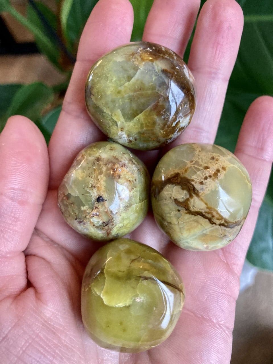 Hånd med fire polerede grønne opaler, hver med unikke mønstre og nuancer, placeret mod en grøn baggrund.