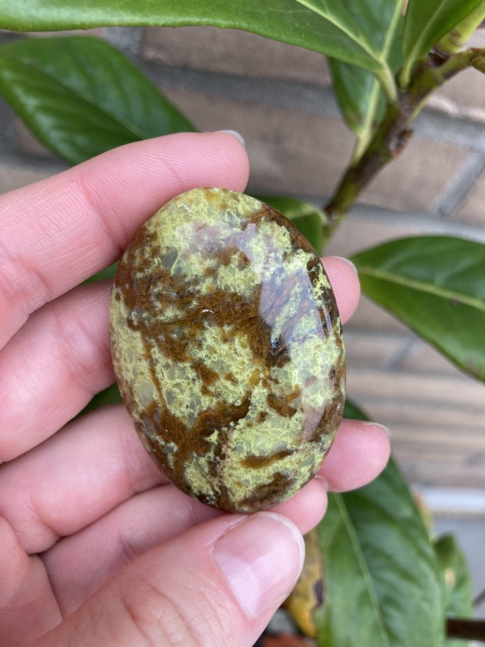 En hånd holder en grøn opal med et komplekst mønster, set foran grønne blade og en murstensvæg.