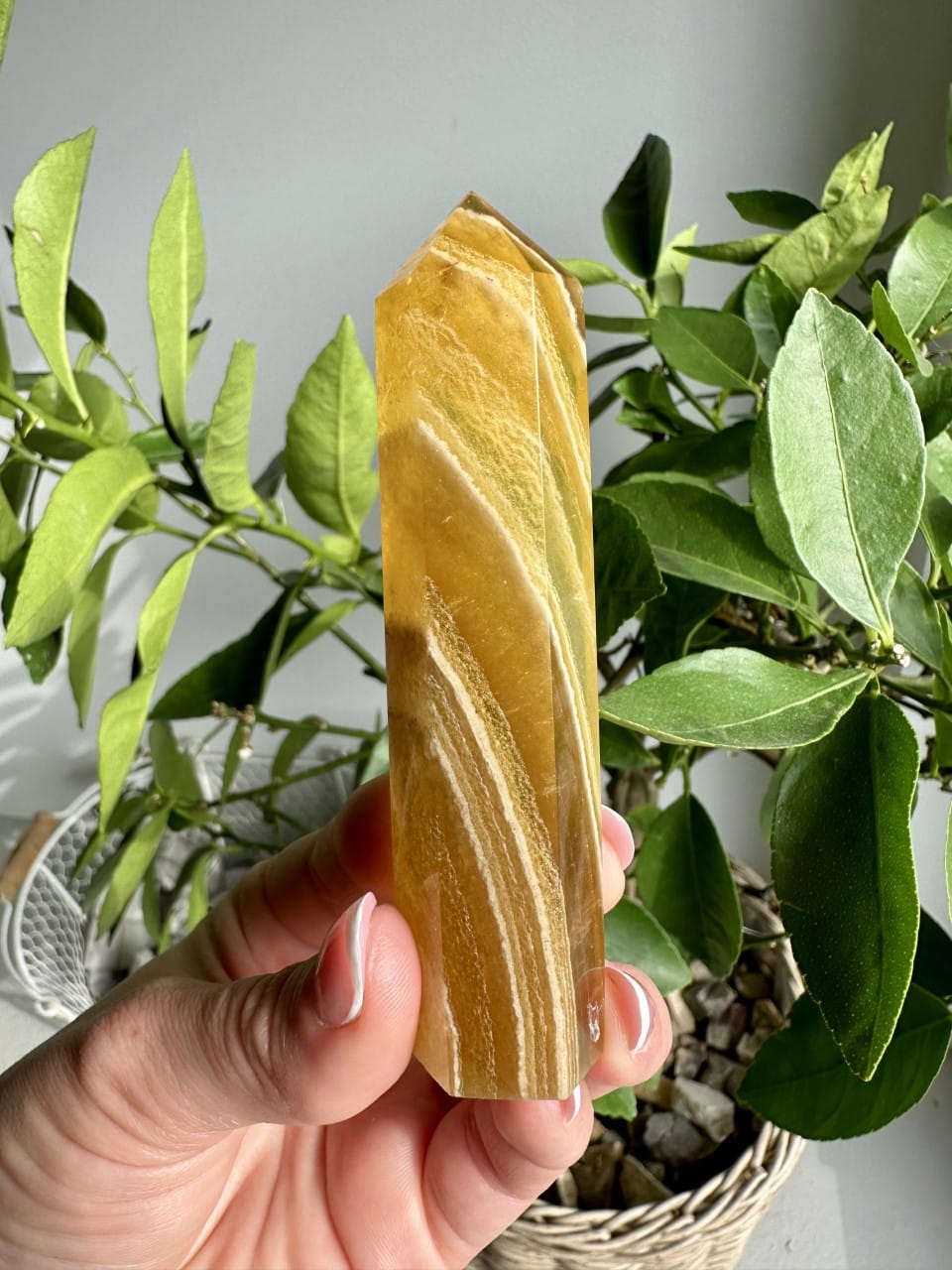 Hånd holder et Gul Fluorit tårn foran en grøn plante i en flettet kurv.