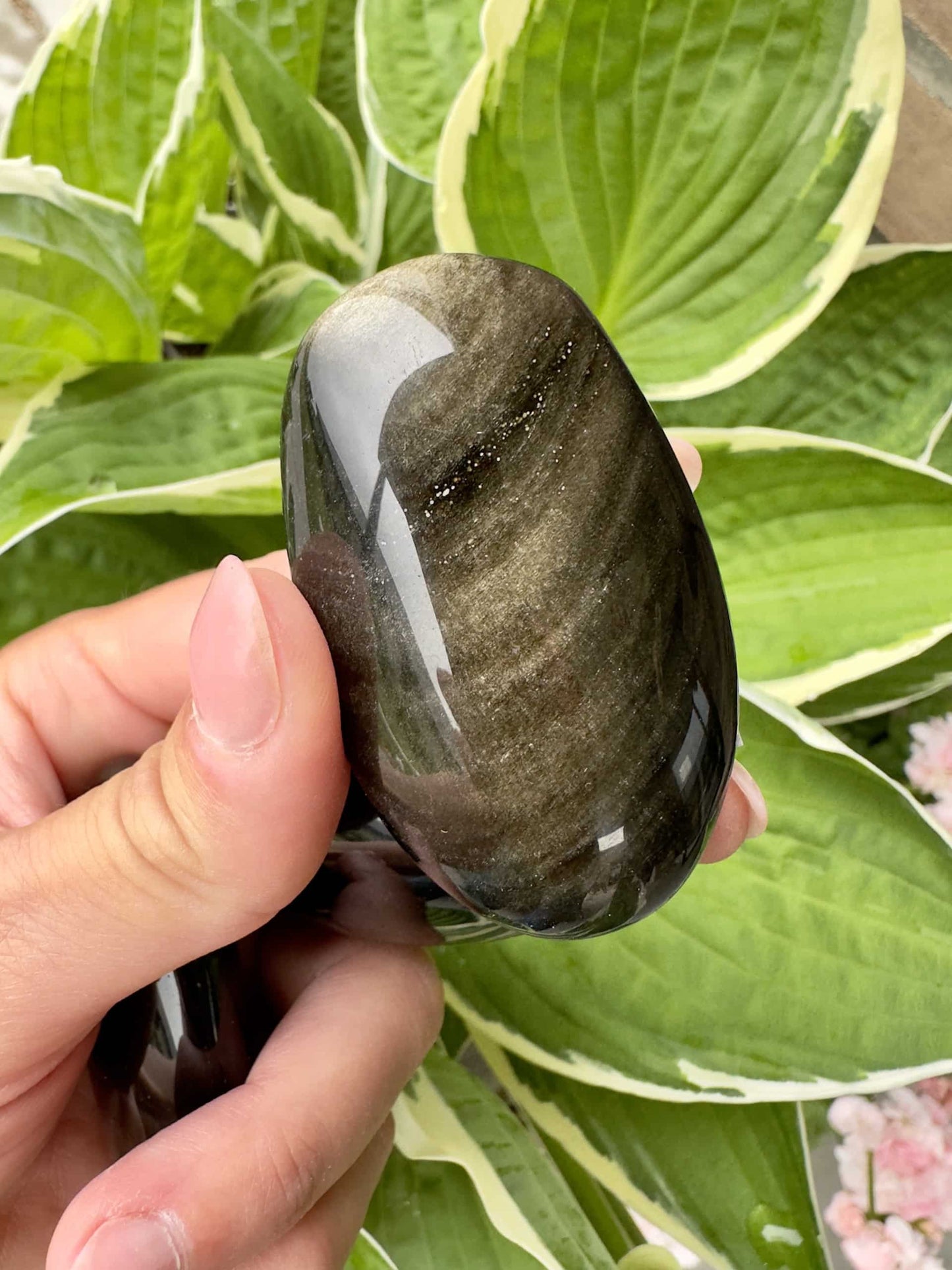 Hånd holder en poleret Guld Obsidian foran grønne blade i baggrunden.