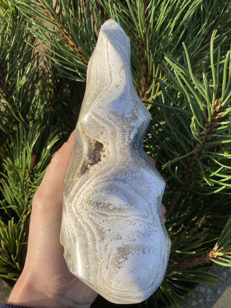 Hånd holder en Jaspis Hav flamme-sten foran grønne fyrrenåle.