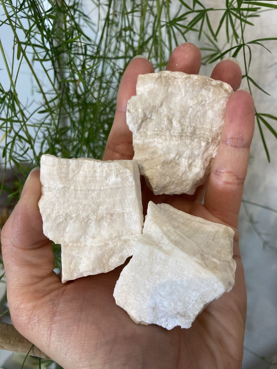 Hånd, der holder tre stykker hvid aragonit mod grønne planter i baggrunden.