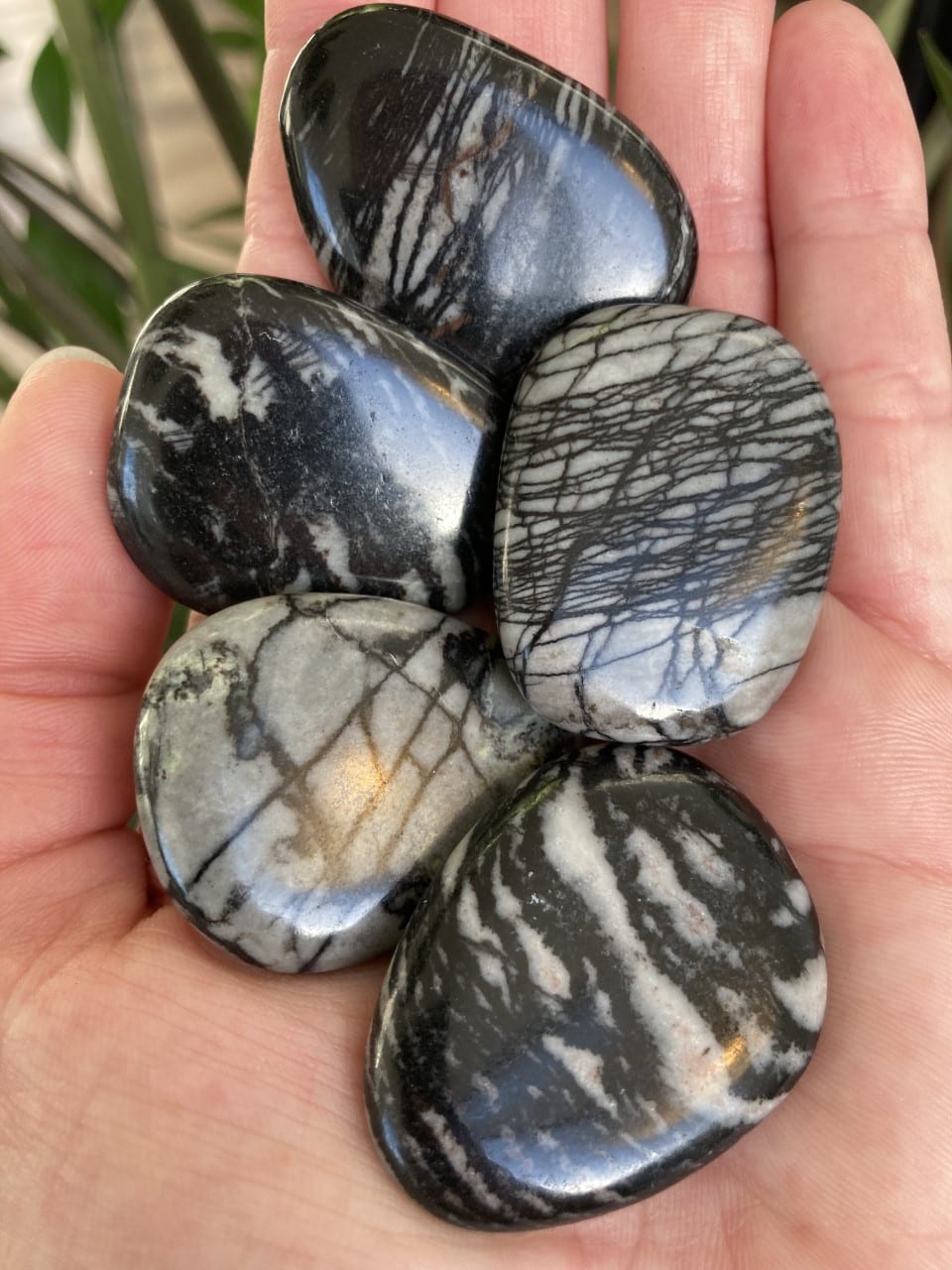Hånd holder fem Jaspis spindelvæv sten med sorte og hvide mønstre mod en sløret grøn baggrund.