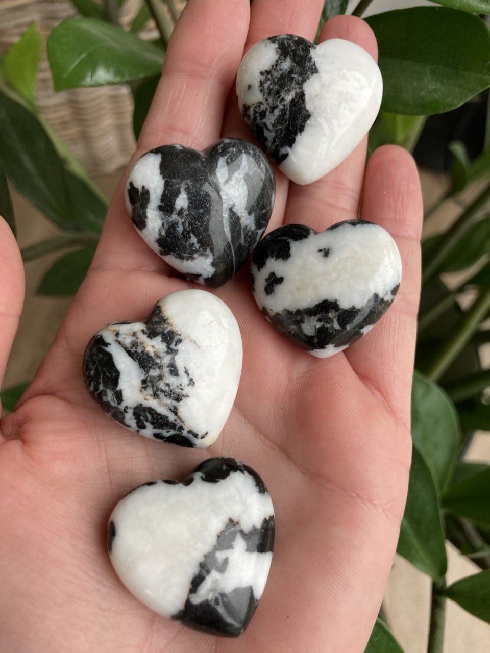 Fem Marmor Zebra hjerter i en hånd, med sort-hvide mønstre, mod en baggrund af grønne blade.