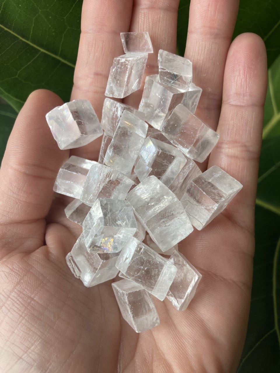Håndfuld klare Optisk Calcit-krystaller på en baggrund af grønne blade.