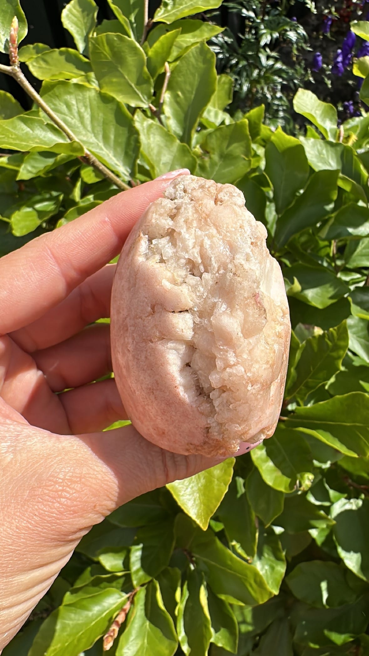 Hånd holder en Pink Ametyst A5 krystal foran grønne blade i sollys.