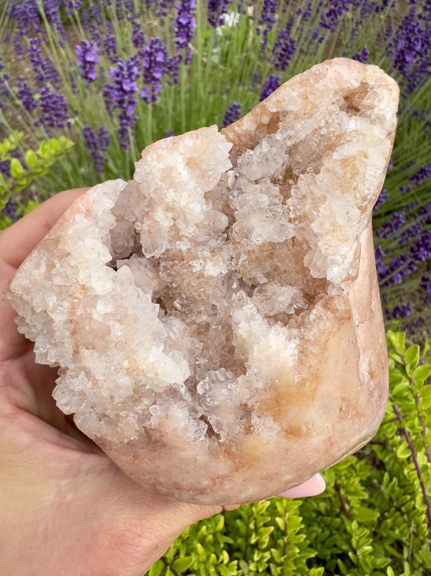Person holder en Pink Ametyst unika A4 foran blomstrende lavendler i en have.