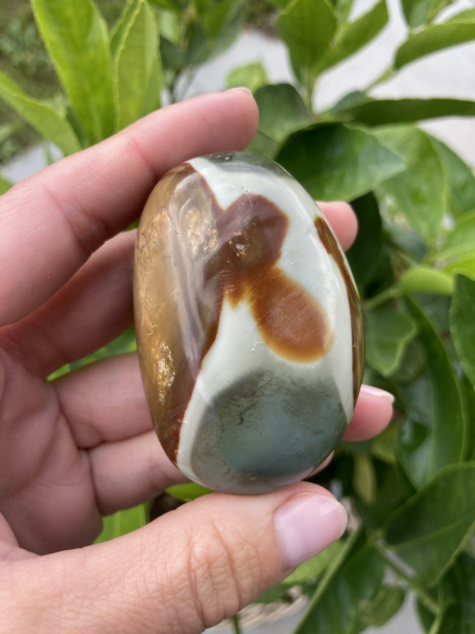 En hånd holder en Jaspis Polychrome-sten med grønne blade i baggrunden.