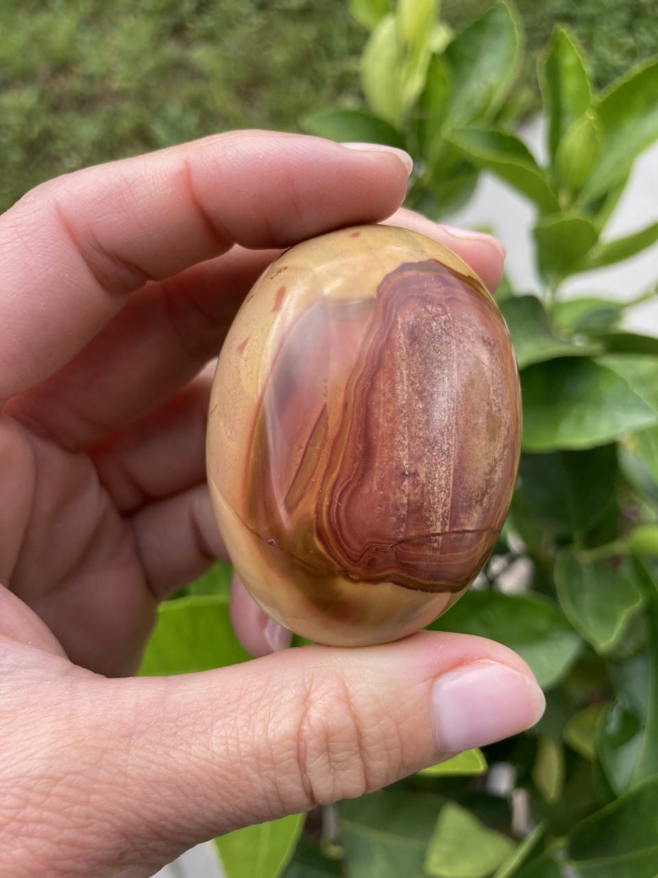 Hånd holder en glat, oval Jaspis Polychrome sten mod en baggrund af grønne blade.