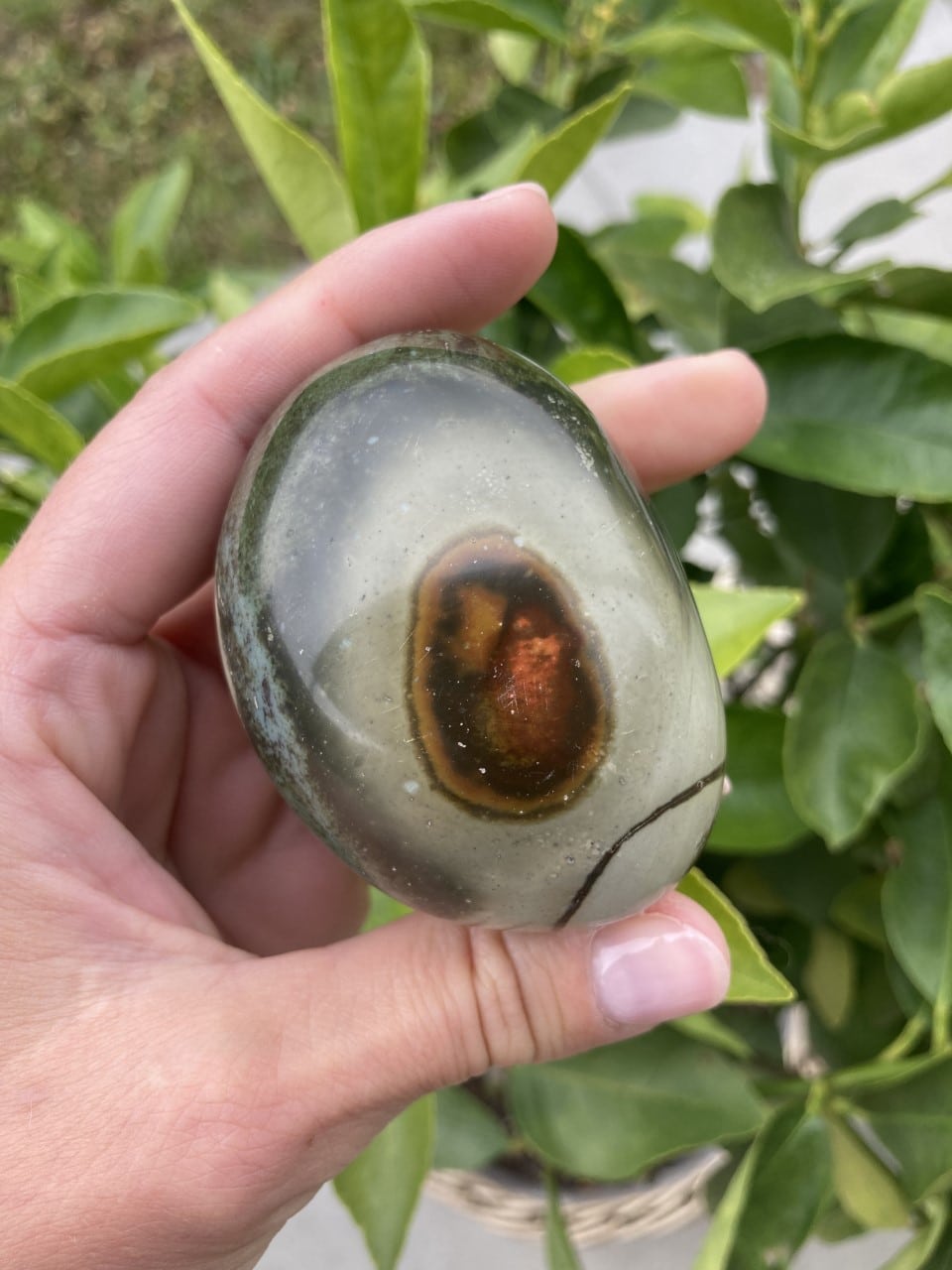 Hånd holder en jaspis polychrome sten med grønne blade i baggrunden.
