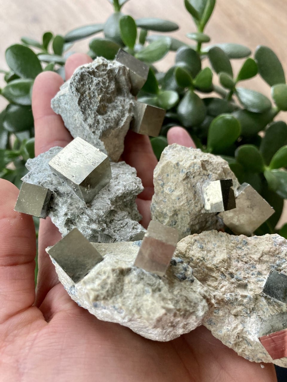 Hånd holder pyritkubusser på modersten med grønne planter i baggrunden.