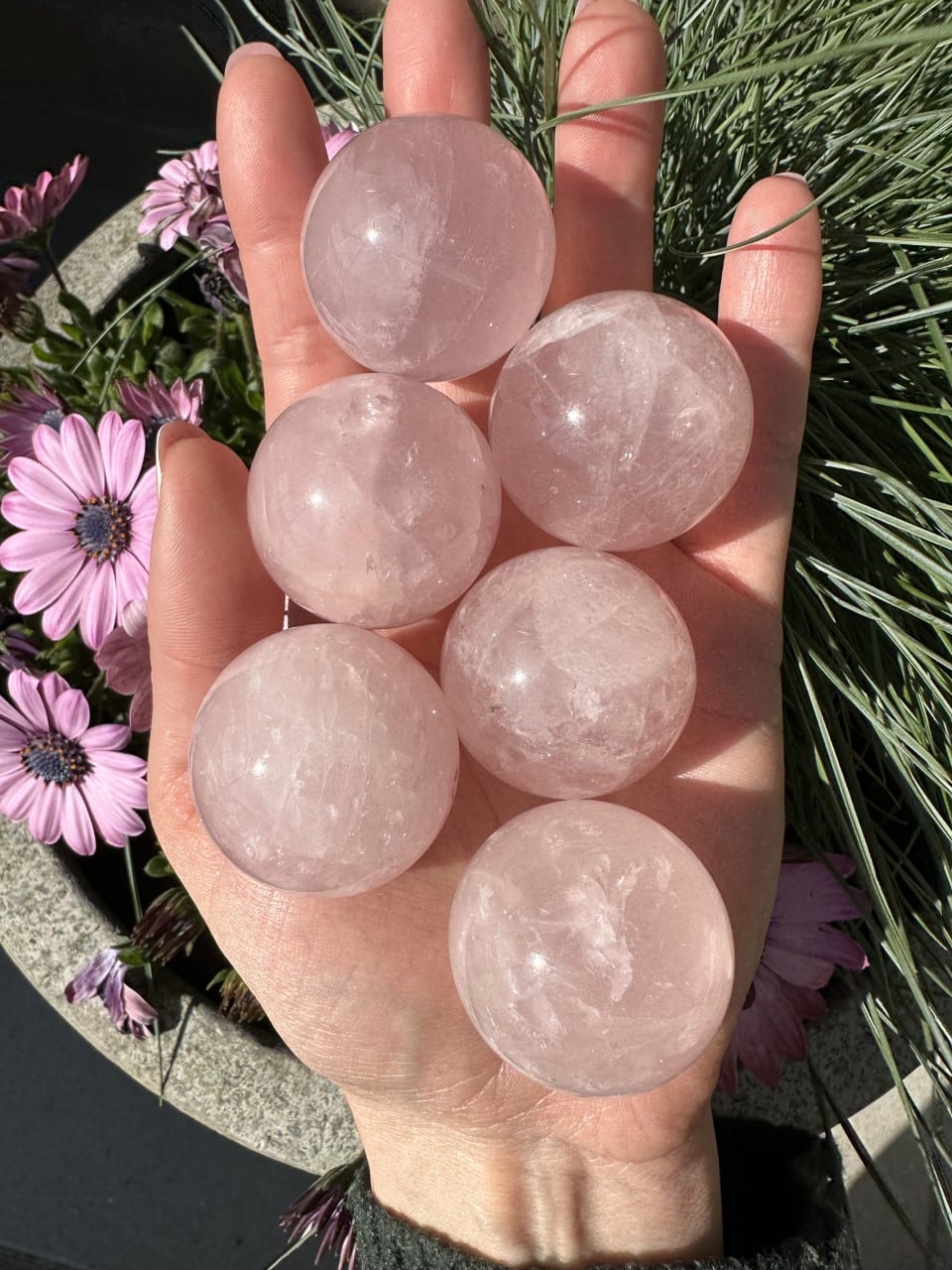 Hånd holder seks rosenkvarts kugler over blomster og planter i sollys.