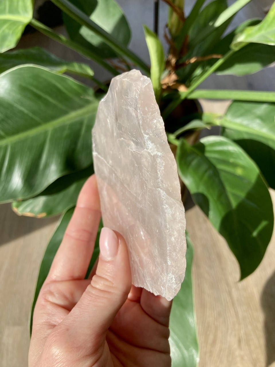 En hånd holder en rosenkvarts skive foran grønne blade i sollys.