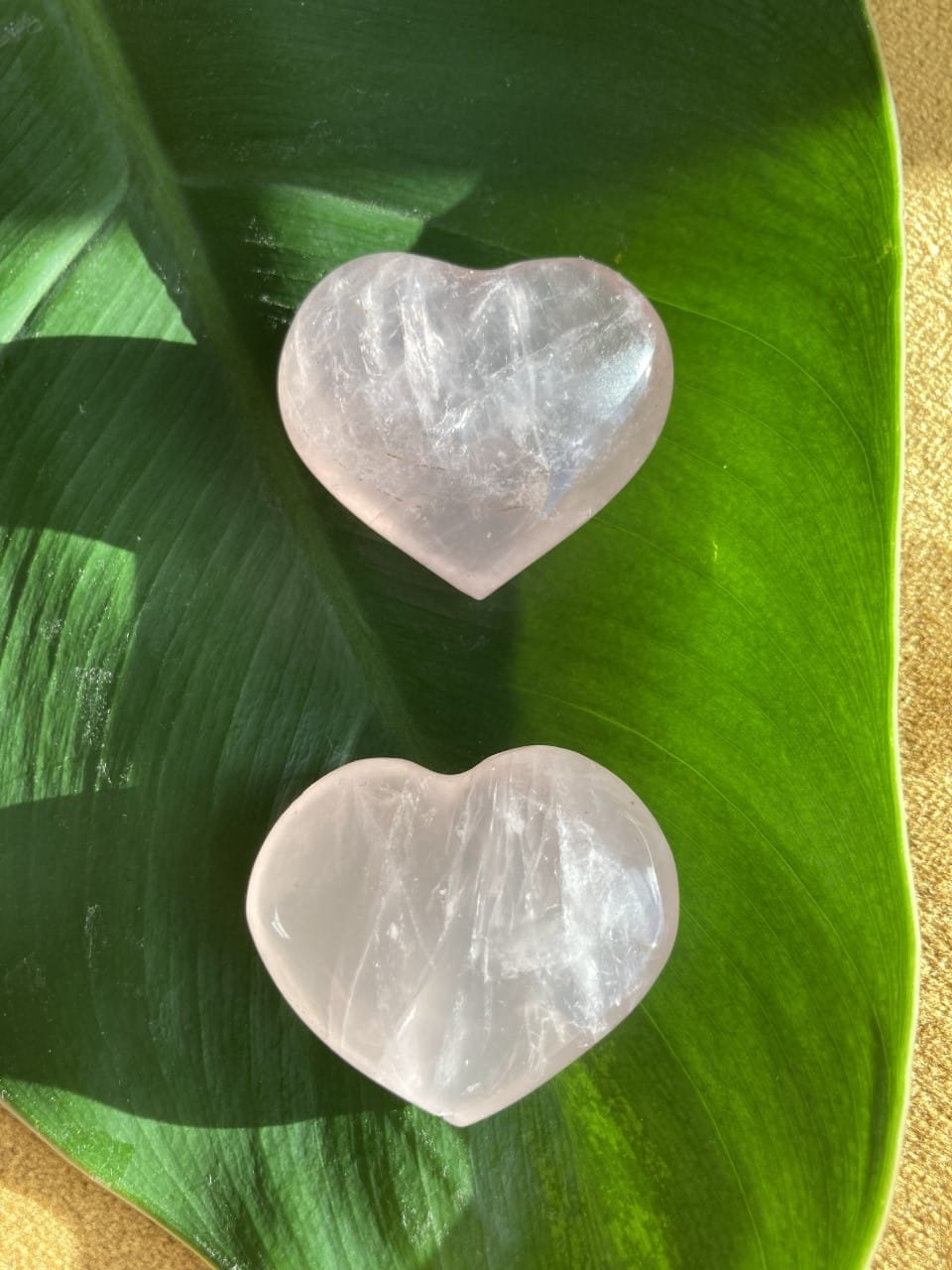 To rosenkvarts hjerter placeret på et stort grønt blad i solskin.