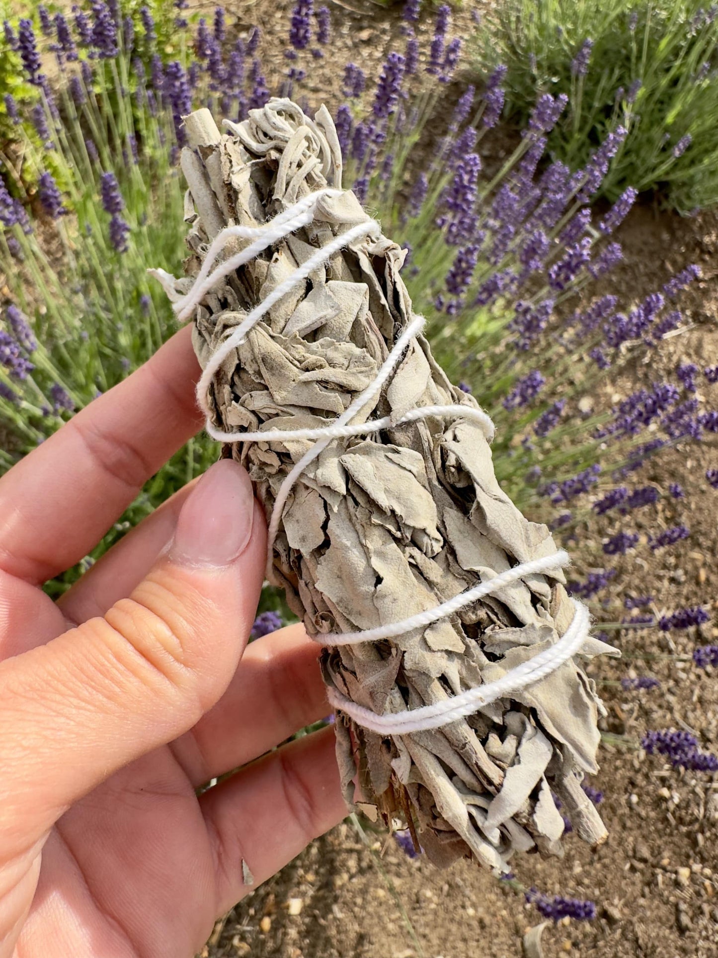 Hånd holder en buket af hvid salvie bundet med snor, med lavendel i baggrunden.