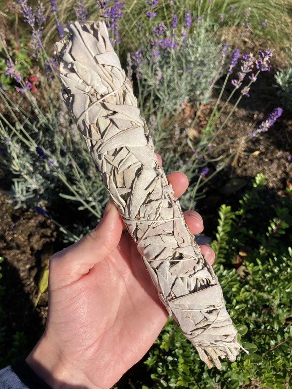 Hånd holder bundt af hvid salvie mod baggrund af lilla laveendel og grønne planter.