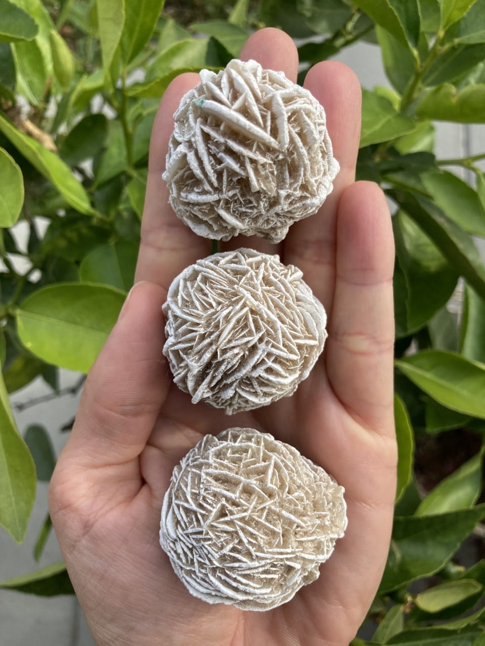 En hånd holder tre sandroser foran grønne blade.