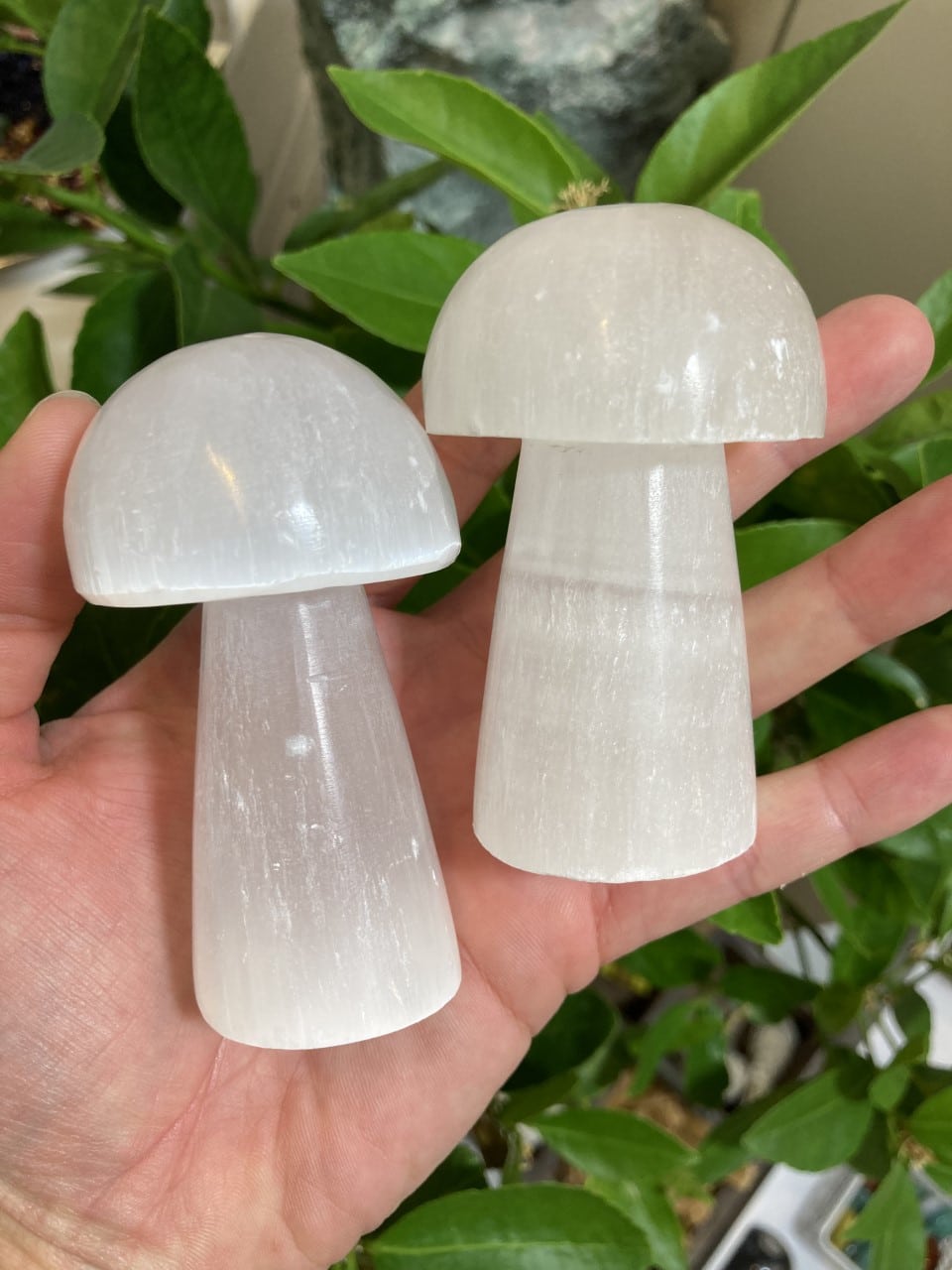 To selenit paddehatte holdes i hånden, med grønne blade i baggrunden.