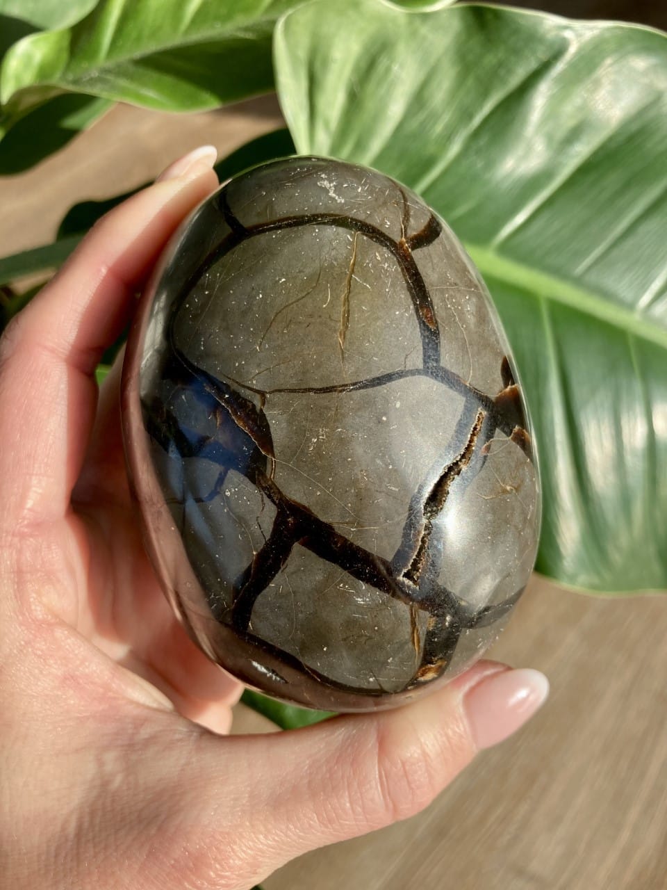 En hånd holder en sort septarie-sten foran grønne blade i baggrunden.